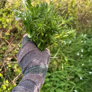 Springtime abundance