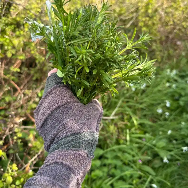 a hand wearing a Feeline Clothing stripey mitten in soft colours holding a bunch of cleavers foraged on a cornish coastal path