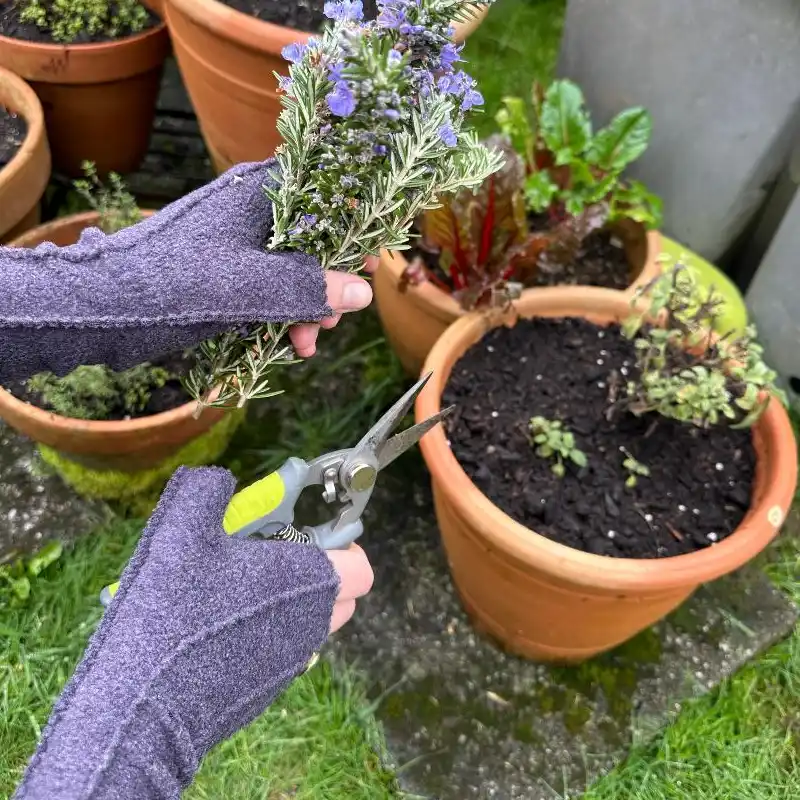 hands in soft purple mittens holding secateurs and some cut rosemary and against a backdrop of plant pots