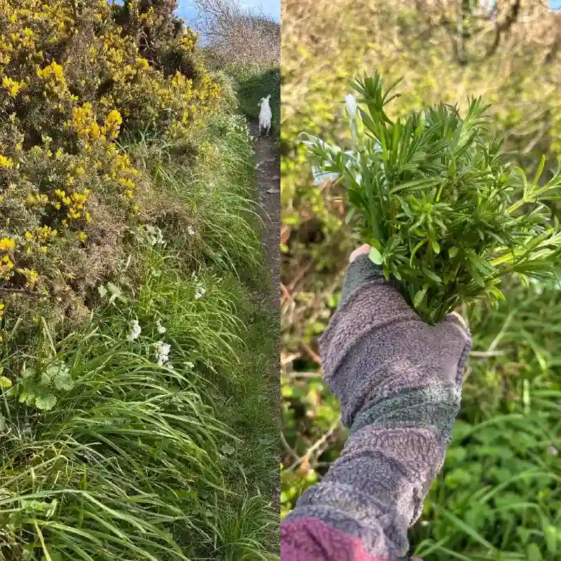 composite image of coastal path walk, with gorse flowers and 3 cornered leaks, and white dog, with a hand holding a buch of cleavers, wearing a pair of Feeline Clothing stripey mittens
